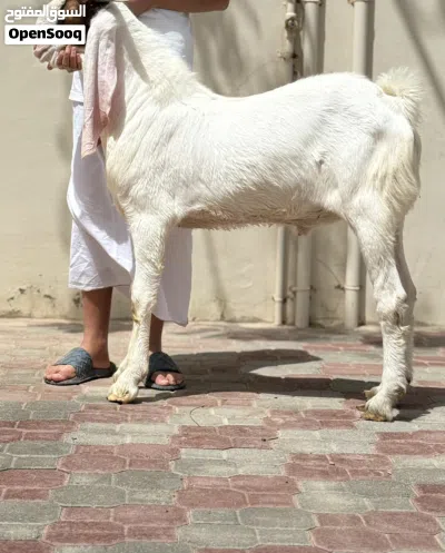 اللهم بارك تيس حجازي (مشروع فحل) 2