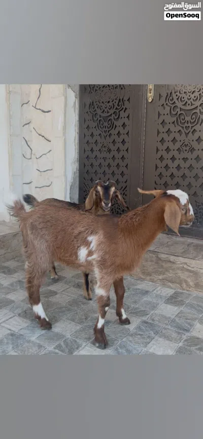 سخله وجدي نحب 3