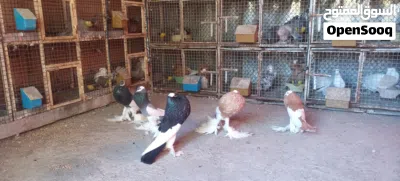 للبيع أزواج نفاخ مسوبع 2.25 2