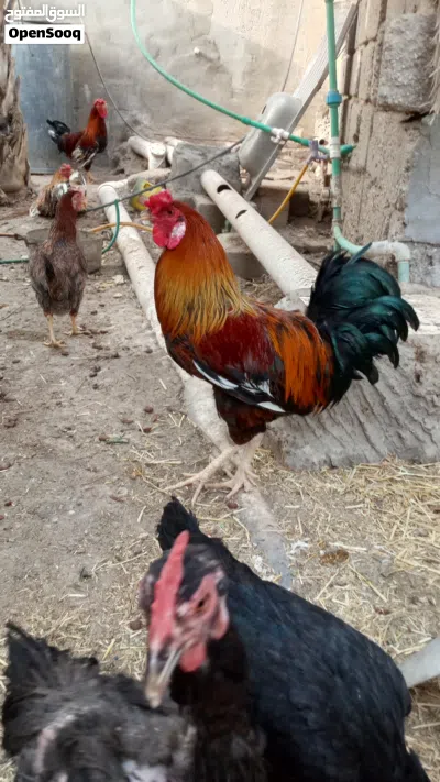 ديج للبيع عشرة بس 2
