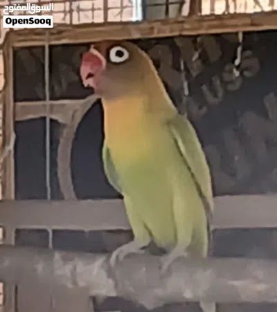 للبيع فيشر محلي الأخضر التفاصيل تحت في صندوق الوصف 2
