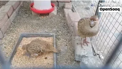 للبيع زوج صفارد باكستانيات 3