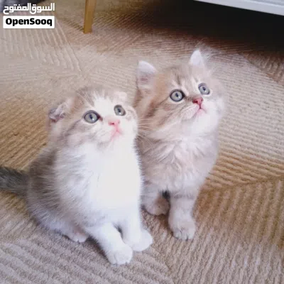 undefined 4