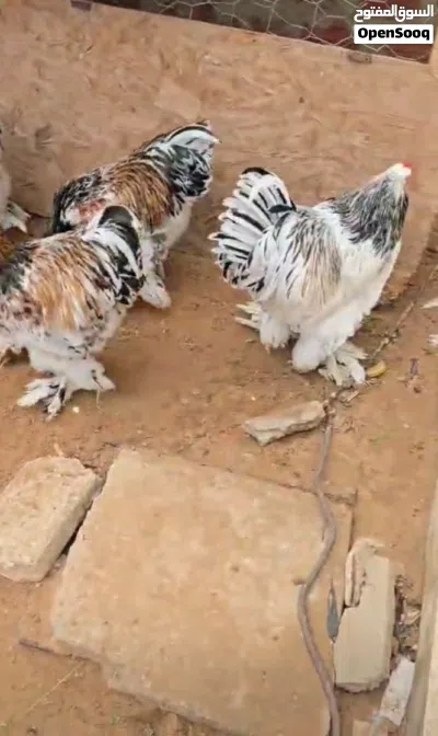 متوفر بيض دجاج برهما عملاق للون ربي يبارك 4