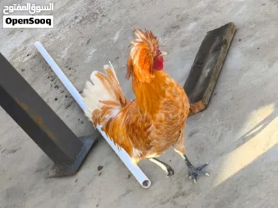 دجاج بالوني للبيع شوف الوصف 2