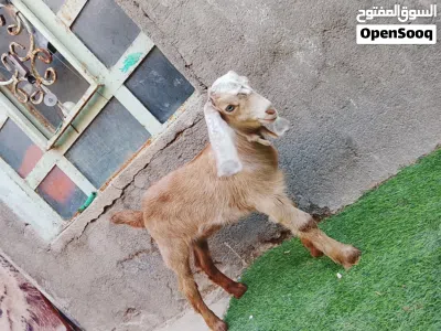 صخله نثيه شاميه حلوه مالت بيت مناسبه اقرء الوصف وخابر 2