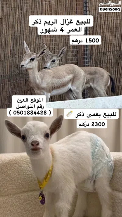 للبيع غزال ذكر 3