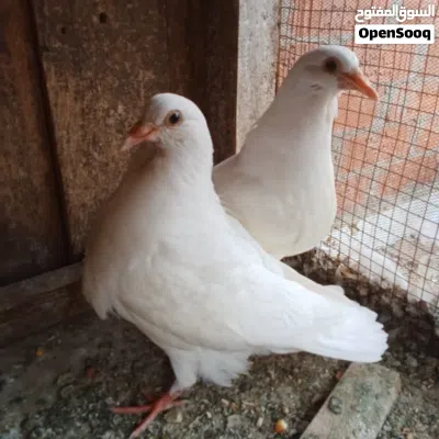 حمام فرنسي 3