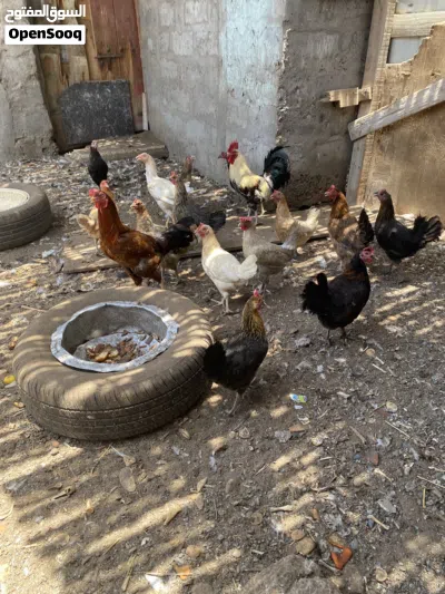 للبيع دجاج عماني 3