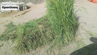 حشيش وقت وذره للبيع 2