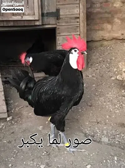 ديك مهرج نخب اول 4
