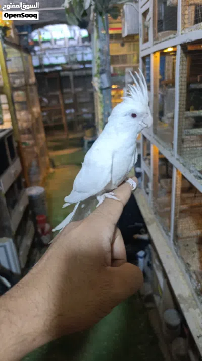 متاخ فحل كوكتيل ربه البينو عيون حمر خط اول 2