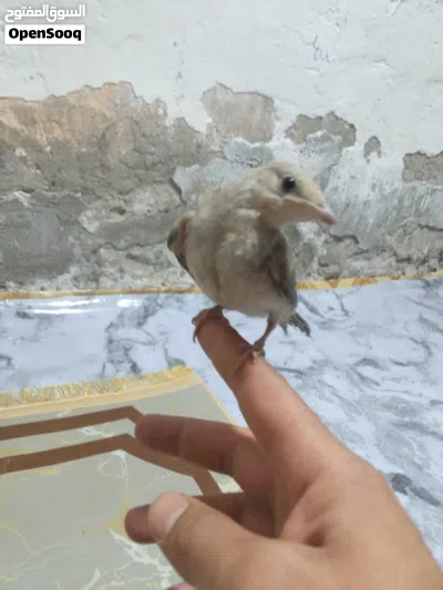 بلابل هزار اقره الوصف 3