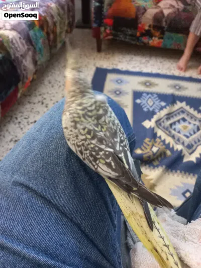 جبل اللويبدة او العبدلي 4