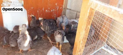 صيصان بلايموث روك وصيصان استرالوب 3