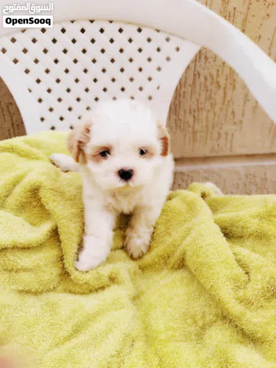 Adorable Shihtzu puppies for sale 2