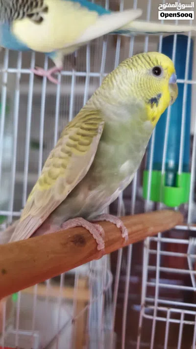زوج بادجي اباء مع القفص والبياضة 3