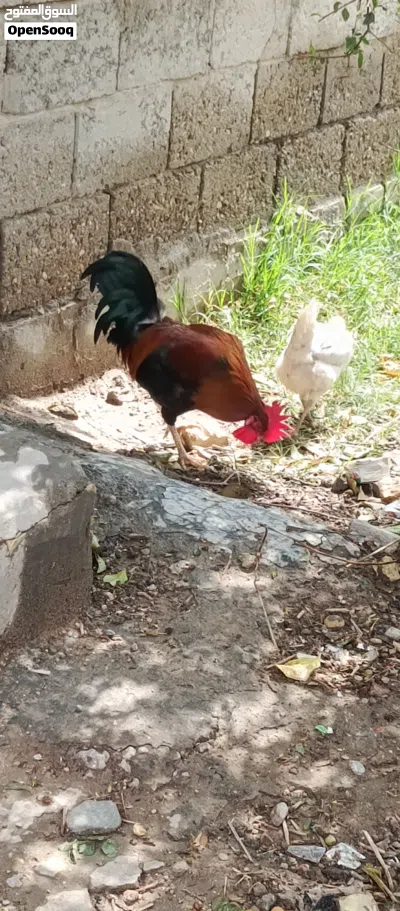 ديك عرب من بغداد ابو دشير 4