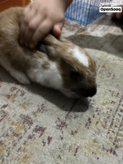 أرنب للبيع بالقفص 4