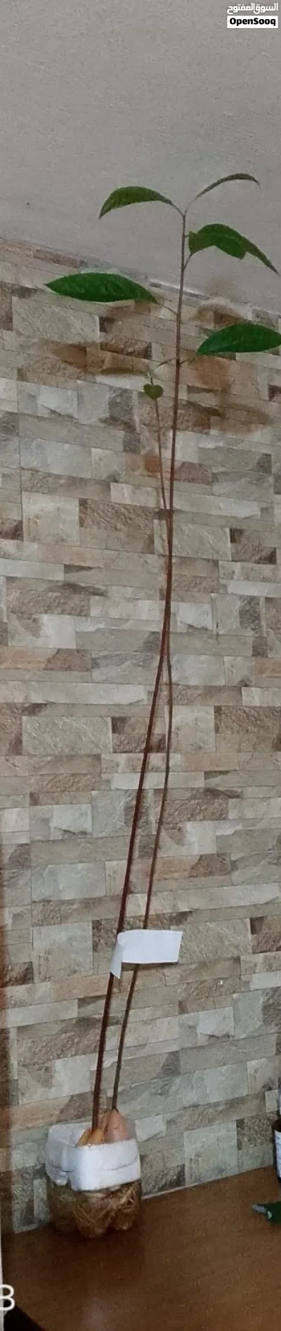 شتل افوكادو 3