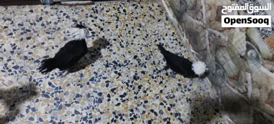دجاج بوليش 2