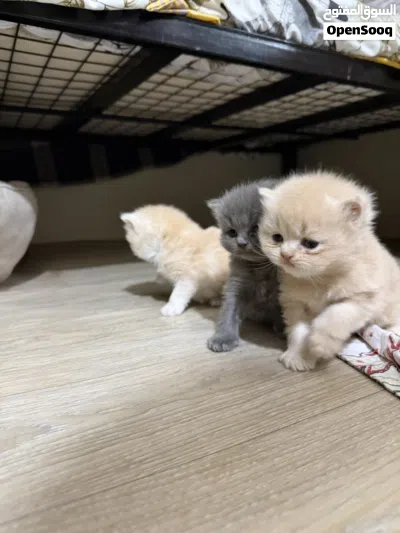 Persian Kittens 2