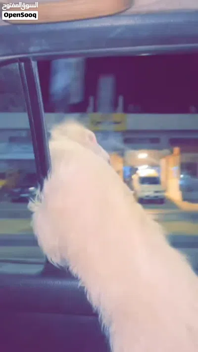 انثى مالتز اسمها لولي كلبه لعوبعه عمرها 6 أشهر 80 اخرها 70 2