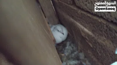 زوز كوبيات زاجل مدحيات 3