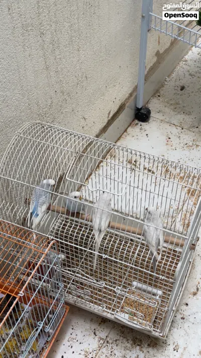 طيور حب ألونهم جميله جداً فيه تغريد 2
