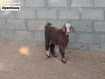 جدي للبيع سمين تبارك الله 2