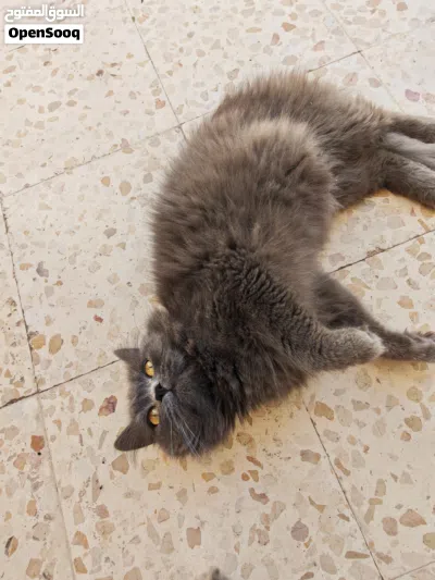 للبيع ال4 قطط مع بعضهم مع كامل اغراضهم 3