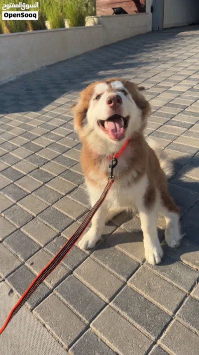 Female malamute husky 3