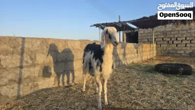 حملة نجديه 4
