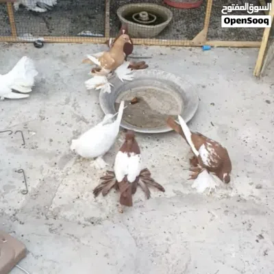 مطلوب حمام زينه مثل الي بالصورة 2