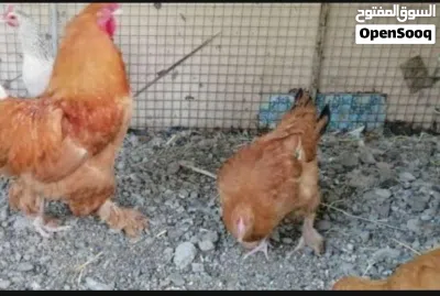 للبيع طقم يتكون واحد ديك وثلاث دجاجات أقرأ الوصف قبل عن تتواصل 2