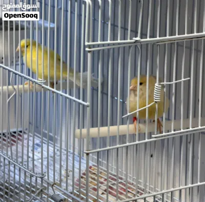كناري زوج واتر سلاجر بلجيكي - منتجين العمر فوق سنه ونصف 3