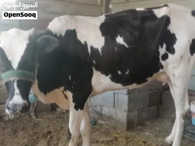 بچر اول بطن وراها عجل 2