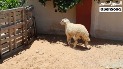 خروف وطني ربي يبارك عمره ف7شهور سليم من العيوب مسلان مشالله متع تربيه او موس لبيدبح 4