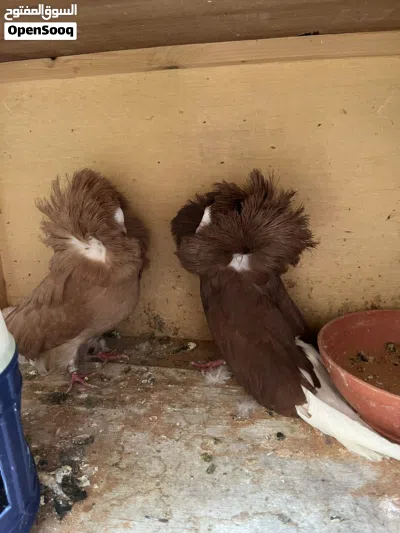 حمام زينه نفاخ وبلجيكي 2