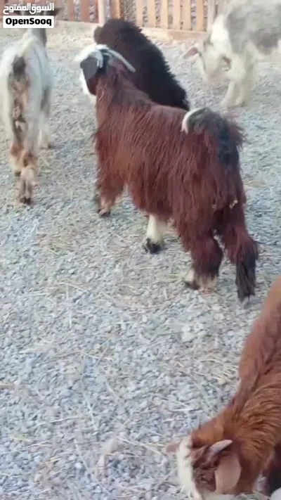 جدي جبالي تيس 10 شهور 3