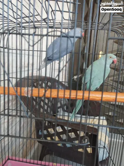 ببغاء دره اليف محجل بدون قفص 3