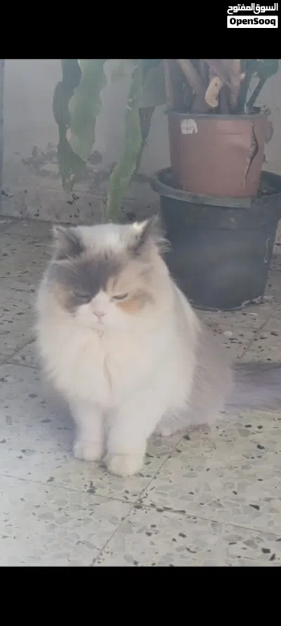 aml shayeb 3