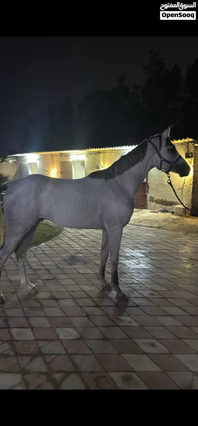حصان سباق عربي أصيل بعمر 3 سنوات (شوف الشرح) 3