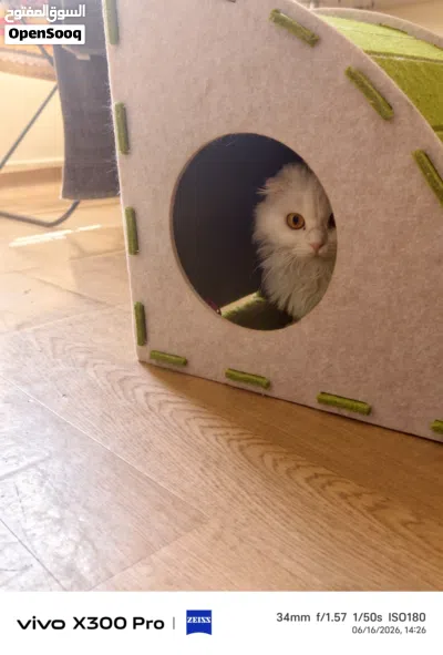 Cat house for sale 3