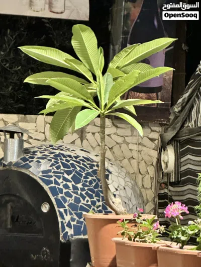 فرن بيتزا و معجنات ايطالي 3
