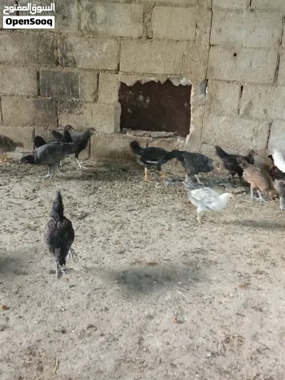 السلام عليكم اقرأ الوصف 3