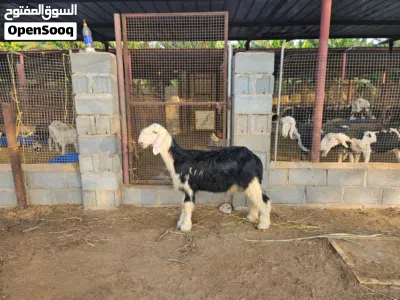 كبش نجدي اصلي بدون تهجين العمر 4 شهور لحد 5 شهور 2