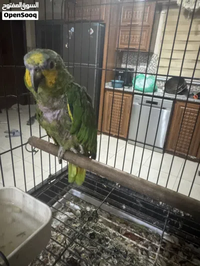 ببغاء أمازون اورانج وينج 4