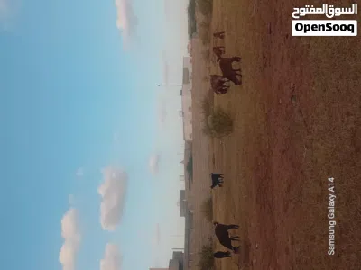 6 معيز 5 مولد وحدة عشراء 2