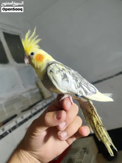 عصفور الككتيل 3